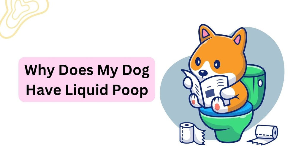 Why Does My Dog Have Liquid Poop Common Causes Waggle why-does-my-dog-have-liquid-poop-common-causes-waggle