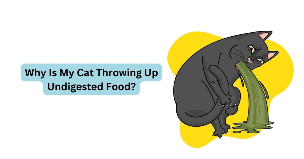Why Is My Cat Throwing Up Undigested Food? Waggle