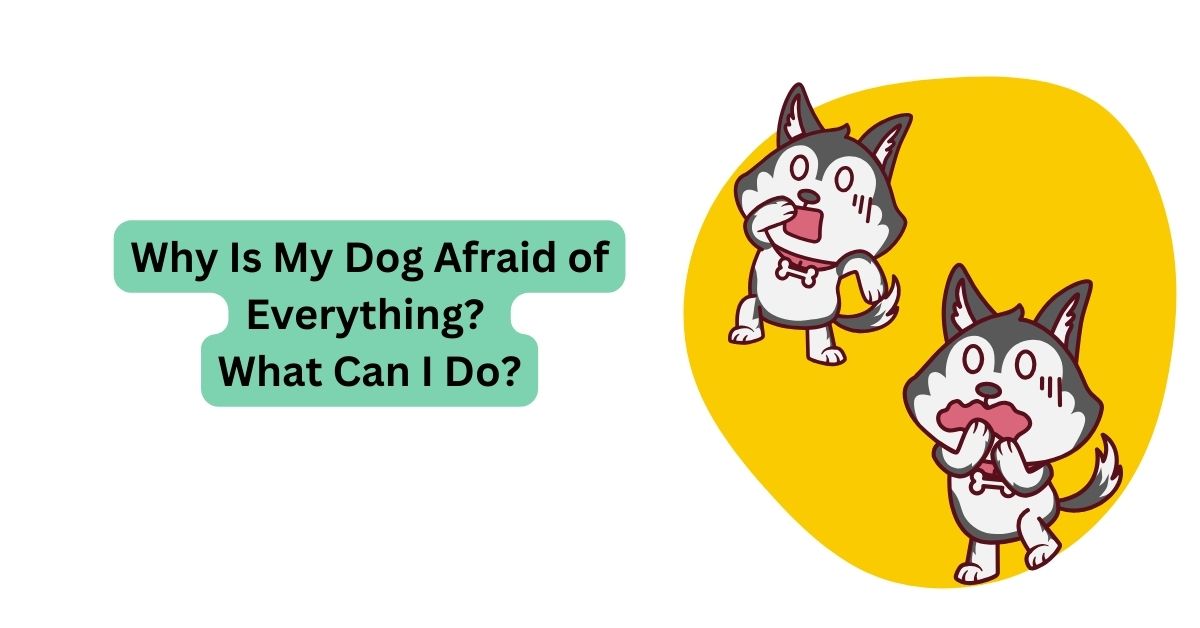 Why Is My Dog Afraid of Everything? Waggle®