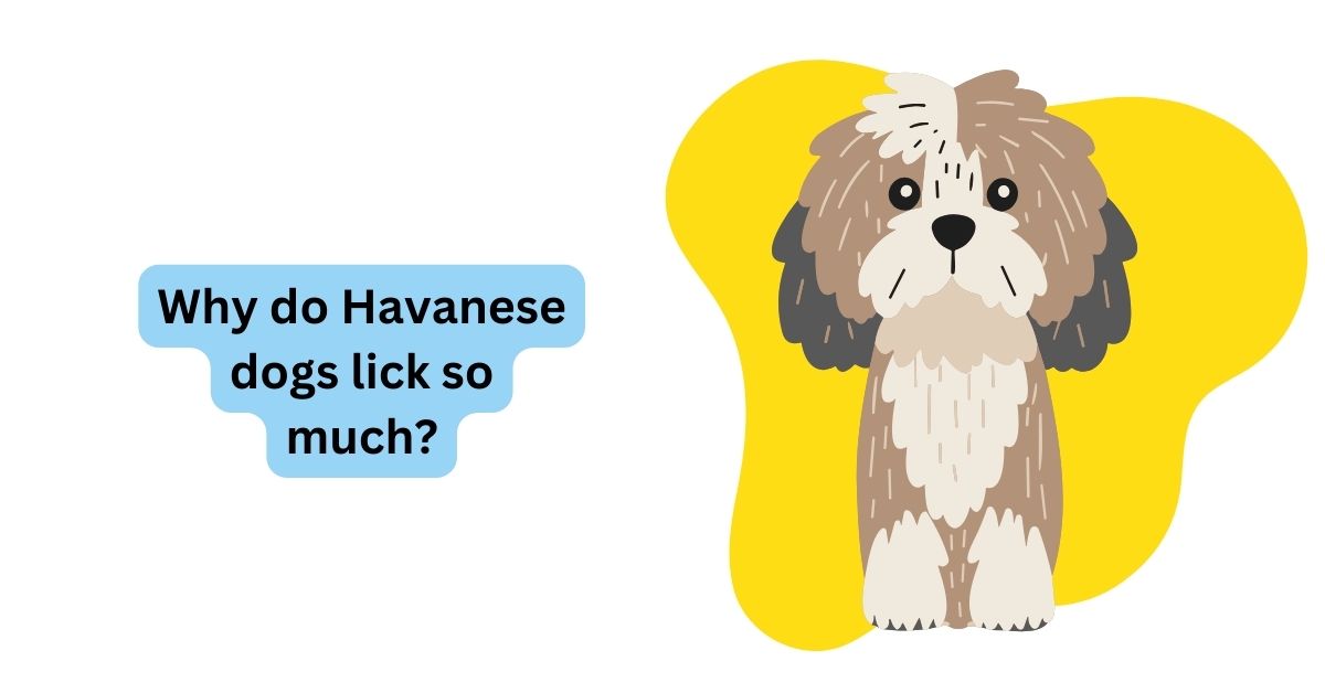 The Lovable Licking of Havanese Dogs Understanding Their Affectionate