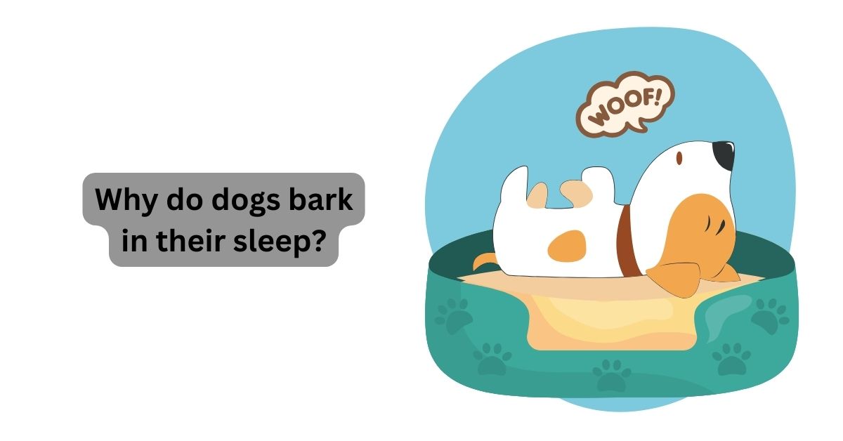 why-do-dogs-bark-in-their-sleep-waggle