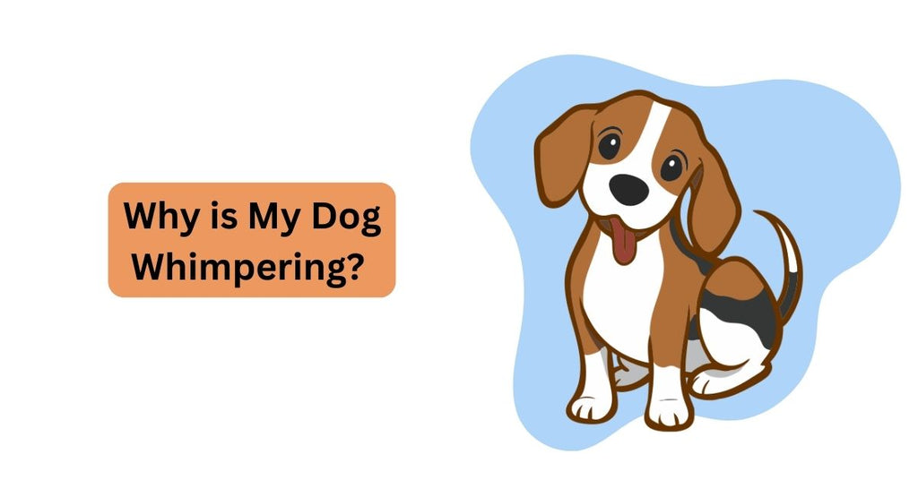 Why is My Dog Whimpering? What Can You Do? Waggle
