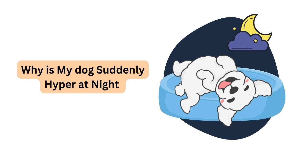 Why Is My Dog Suddenly Hyper At Night Waggle why-is-my-dog-suddenly-hyper-at-night-waggle