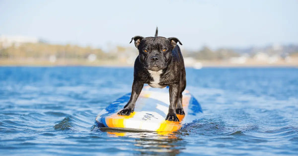 Dog Surfing