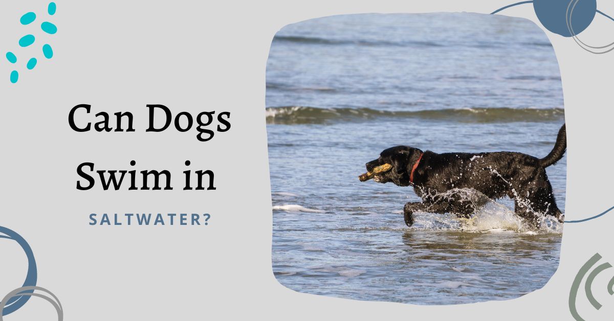 can-dogs-swim-in-saltwater-waggle