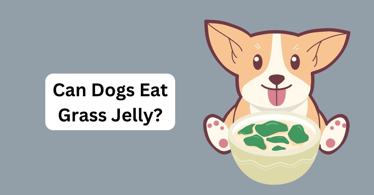 Can Dogs Eat Grass Jelly? Unveiling the Truth Waggle