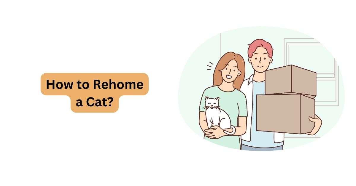 How to Rehome a Cat? Waggle®
