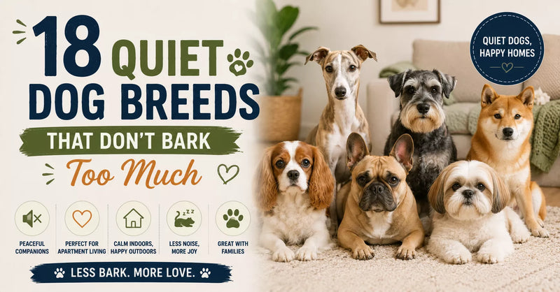 18 Quiet Dog Breeds That Don’t Bark Too Much