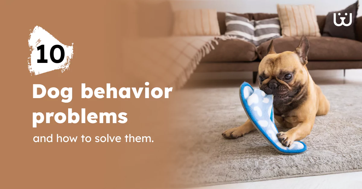 10 Common Dog Behavior Problems & How to Fix Them – Waggle
