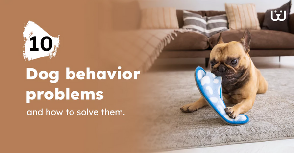 Common Dog Behavior Problems
