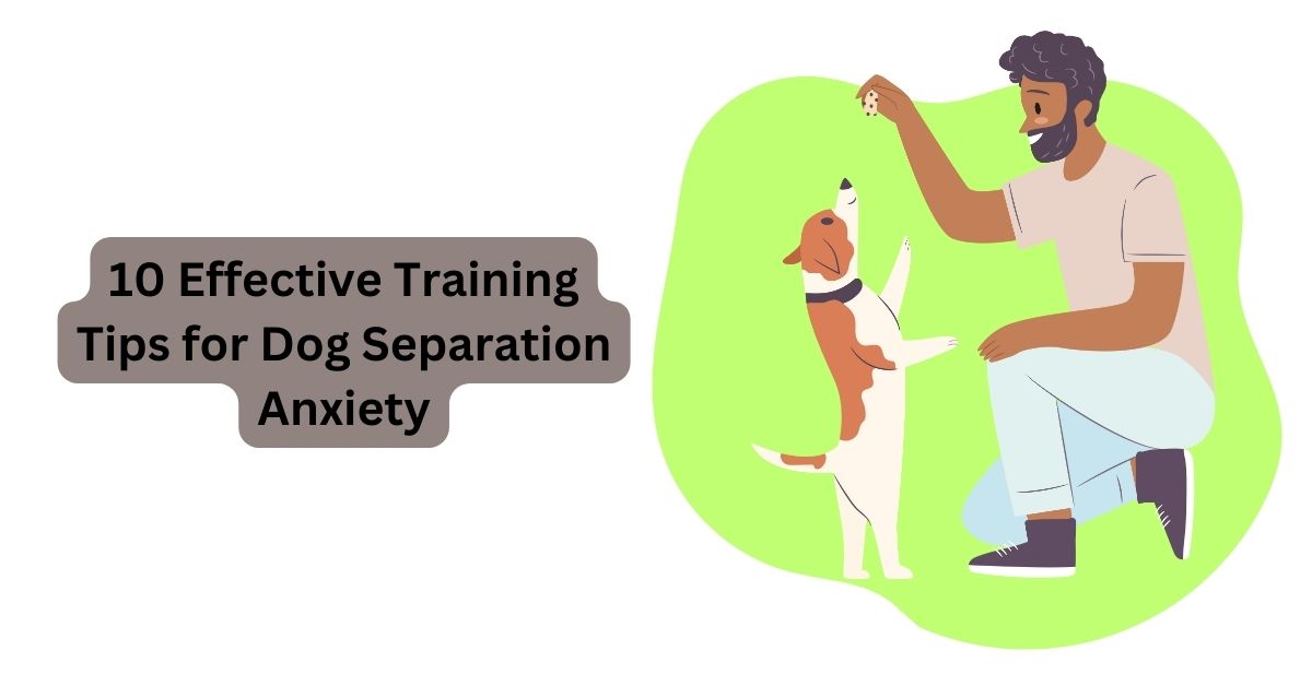 10 Training Tips for Dog Separation Anxiety