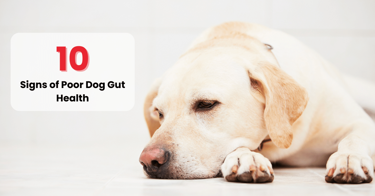 10 Signs of Poor Dog Gut Health How to Improve Dog Gut Health Waggle