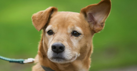 11 Reasons Why Only One Ear Stands Up on Your Furry Friend