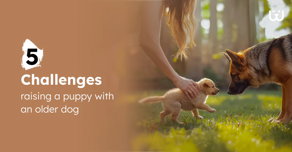 Challenges of raising a puppy when having older dog