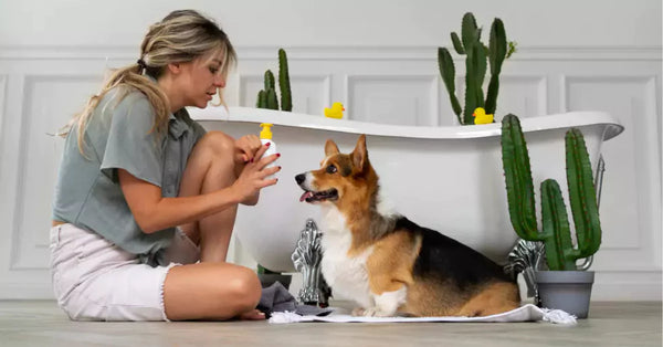 5 common household Habits that can stress out your dog