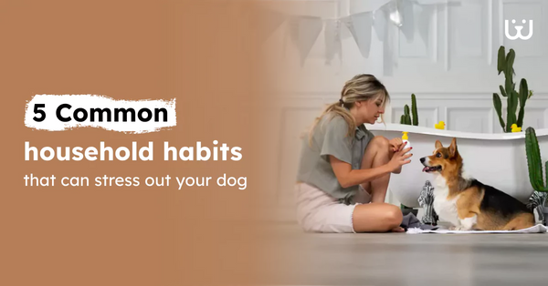 5 common household habits that can stress out your dog