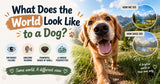 What Does the World Look Like to a Dog?