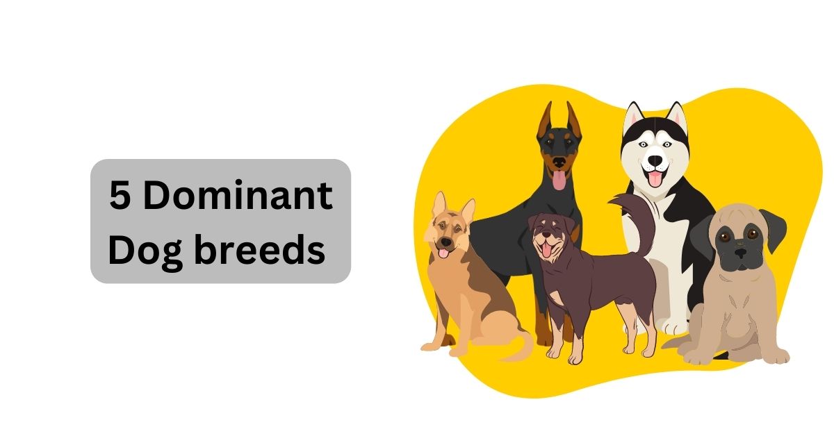 5 Dominant Dog Breeds: Powerhouses of Strength and Character – Waggle