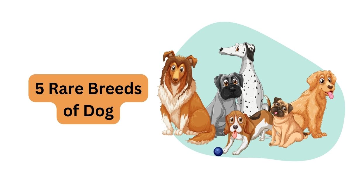 5 Rare Breeds of Dogs: Discovering Unique Canine Companions | Waggle