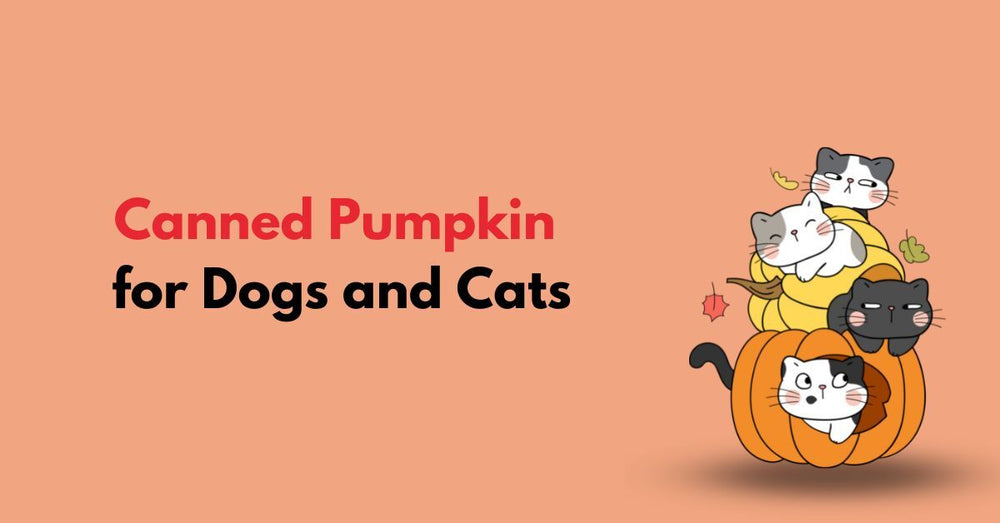 Is Canned Pumpkin Safe for Dogs & Cats?