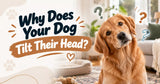 Why Does Your Dog Tilt Their Head?