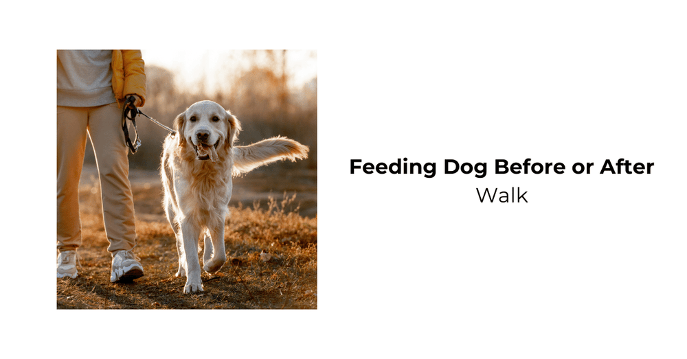 Should i feed my dog hot sale before or after a walk