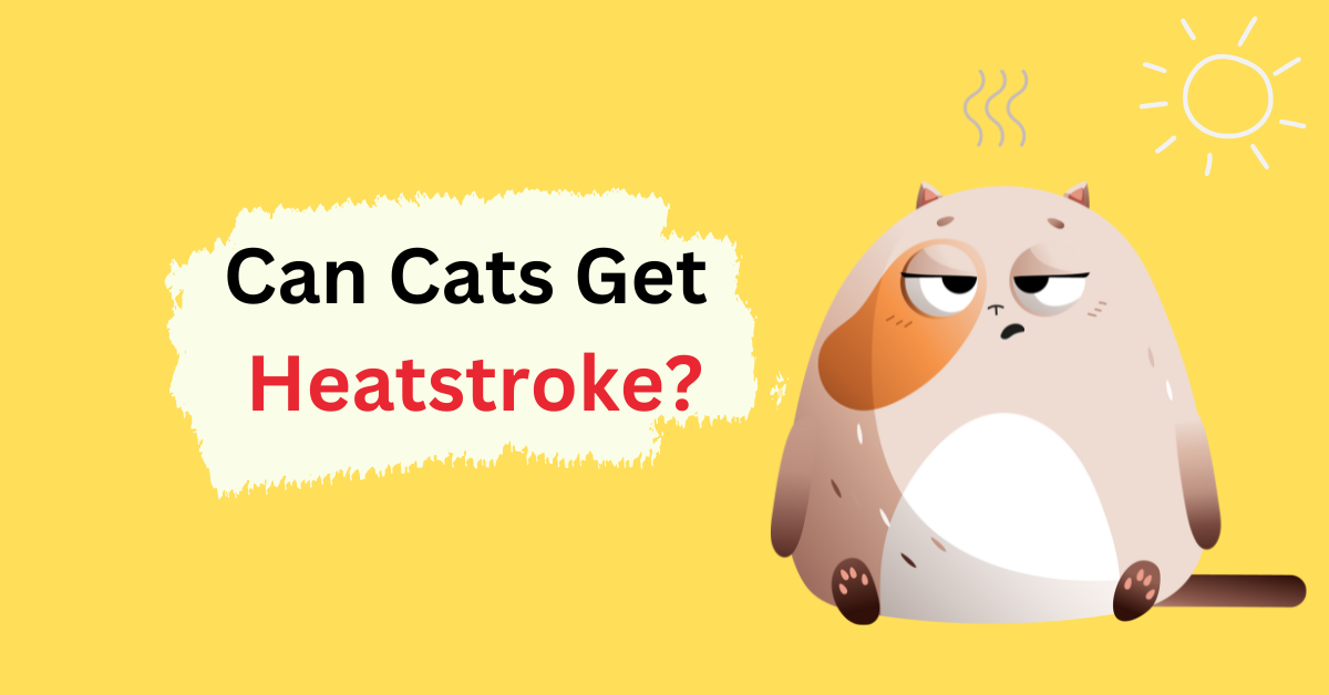 Can Cats Get Heatstroke Symptoms, Treatment, Prevention Waggle