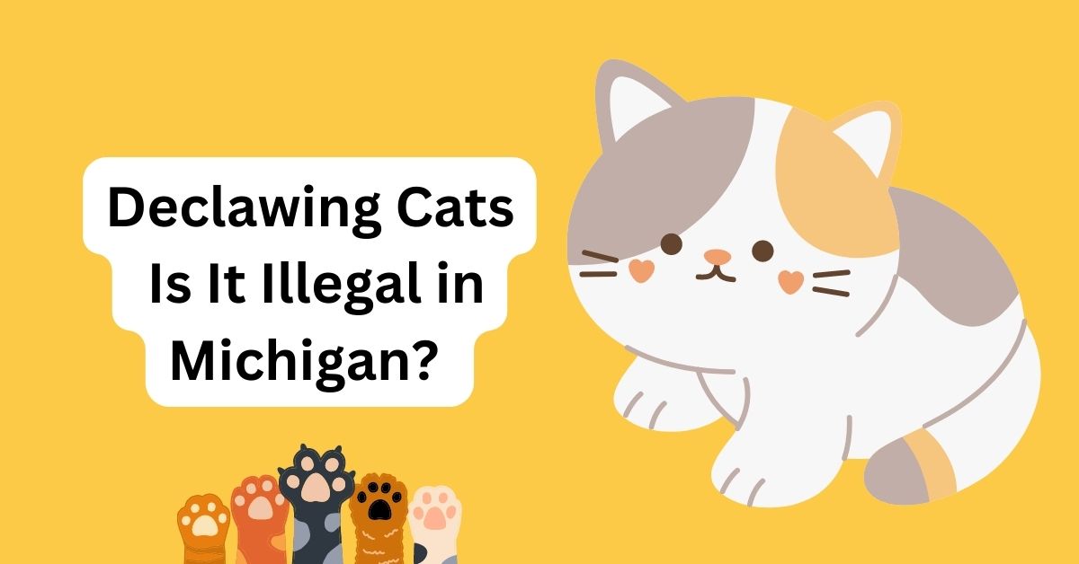 Declawing Cats Is It Illegal in Michigan? Waggle