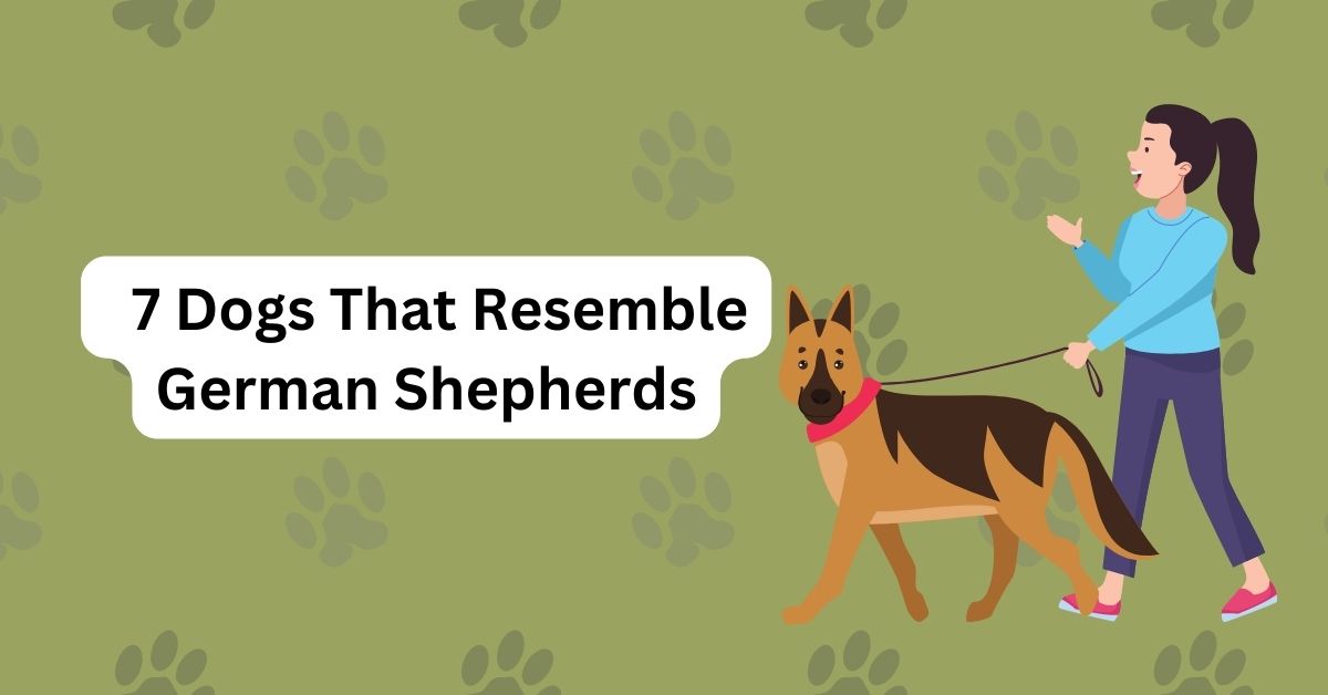 Wow! - 7 Dogs That Resemble German Shepherds | Waggle