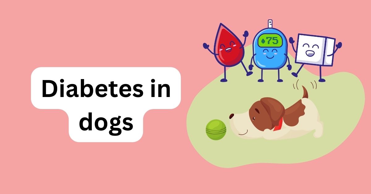 Diabetes in dogs A Comprehensive Guide Waggle