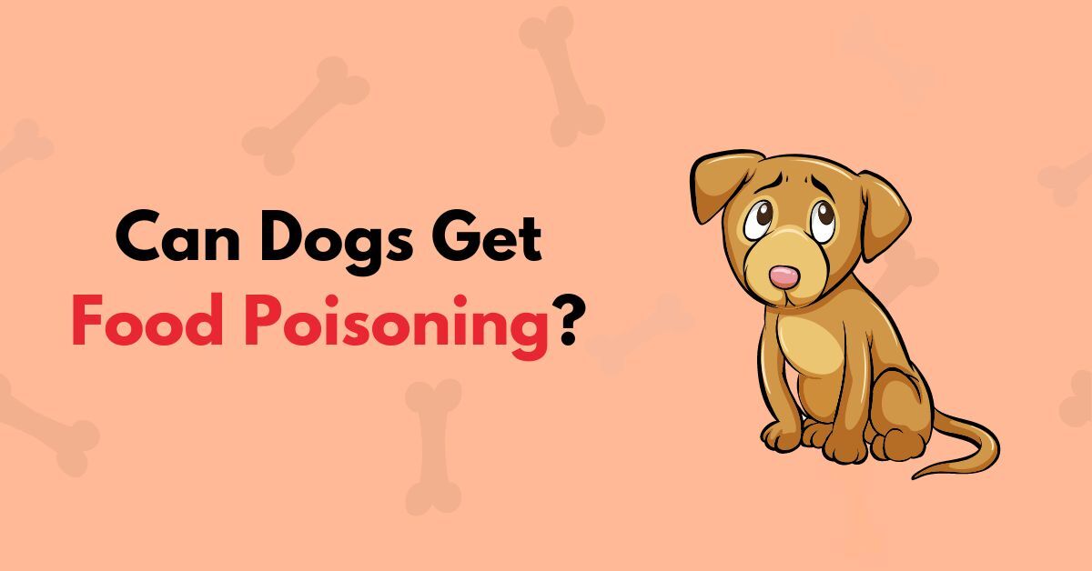 Can Dogs Get Food Poisoning Waggle