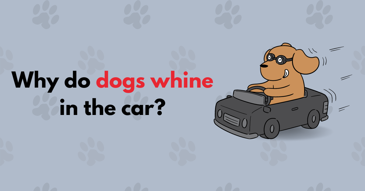 Why Does my Dog Whine in the Car? Waggle®
