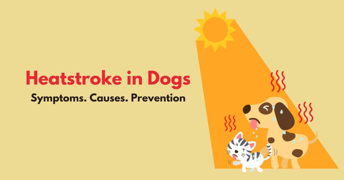 Heatstroke in Dogs | Signs of Heatstroke in Dogs | Waggle®