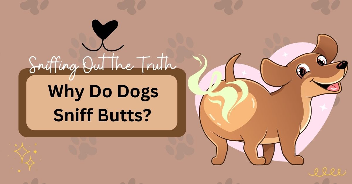 Sniffing Out The Truth: Why Do Dogs Sniff Butts? 