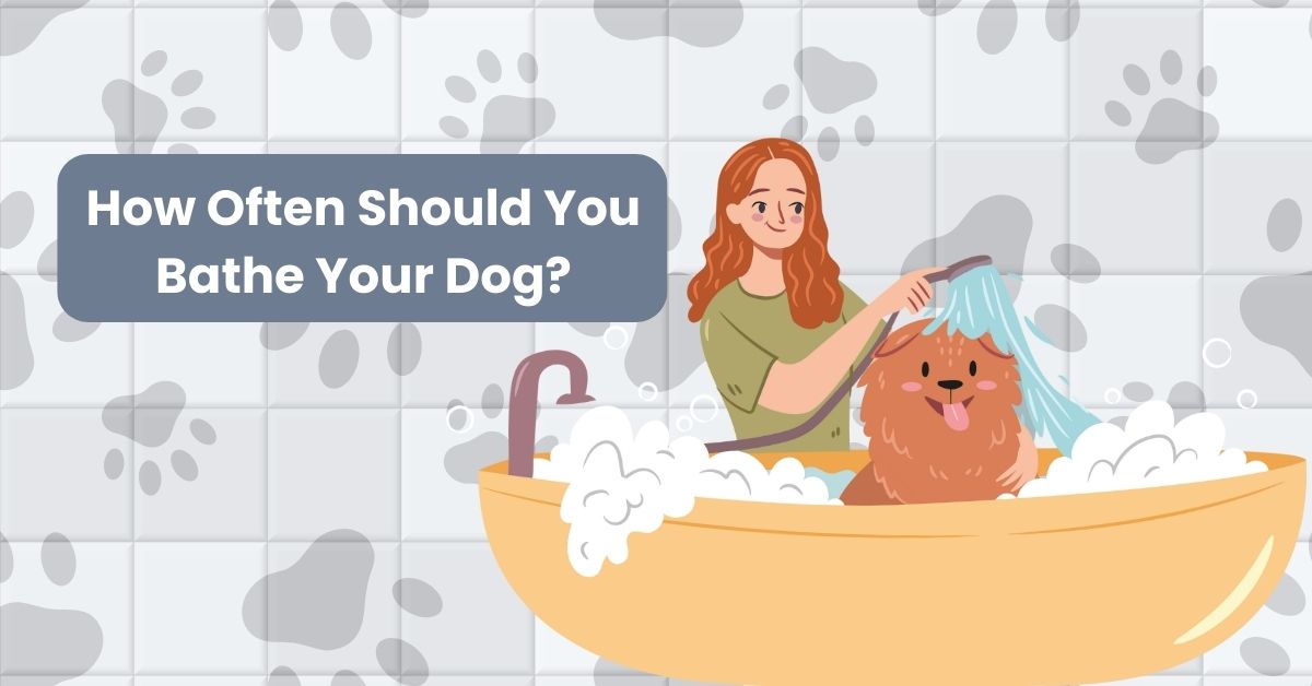 How Often Should You Bathe Your Dog? | Waggle