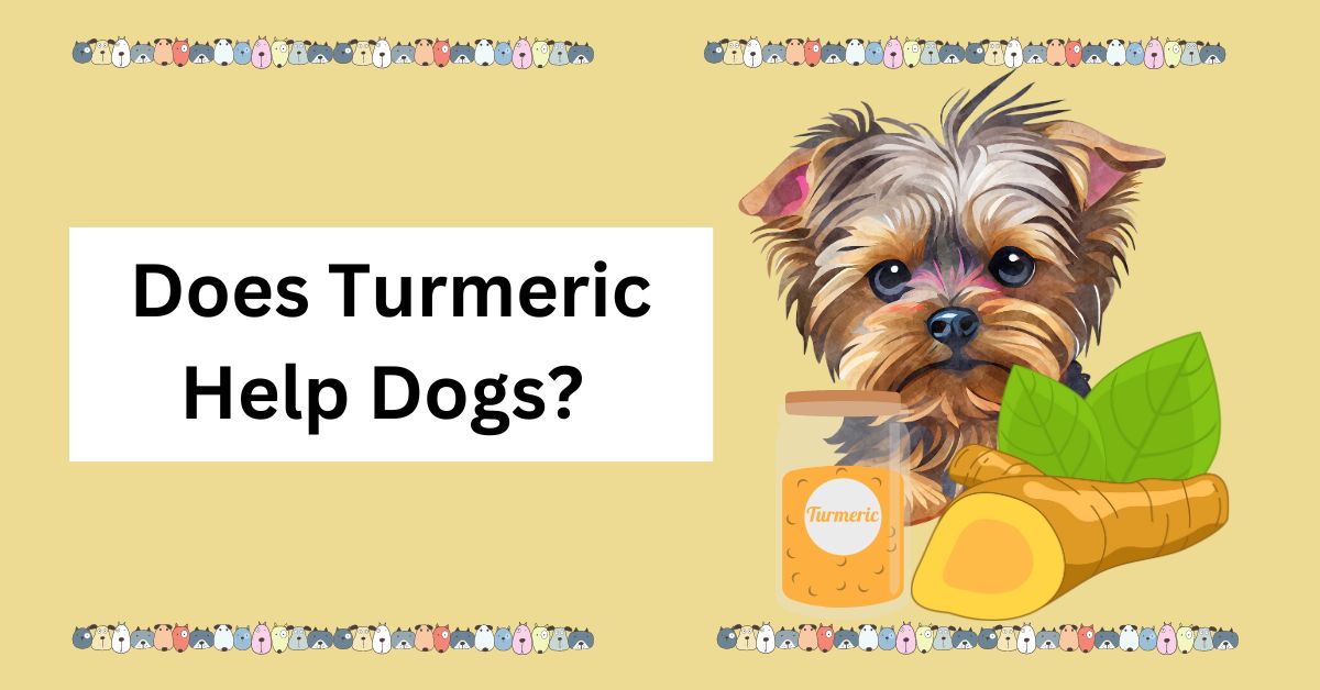 Does Turmeric Help Dogs? | Waggle