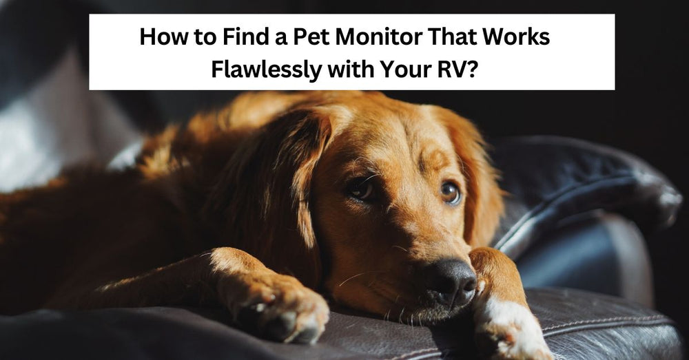 Benefits of Dog RV Temperature Monitor