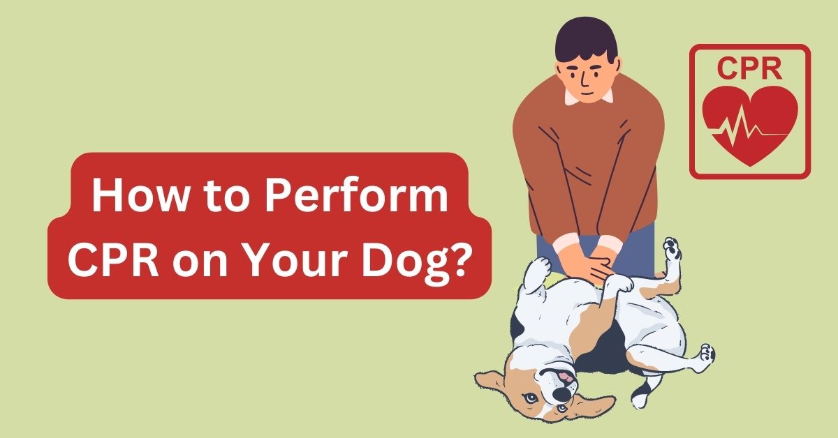 How to Perform CPR on Your Dog: A Life-Saving Guide – Waggle