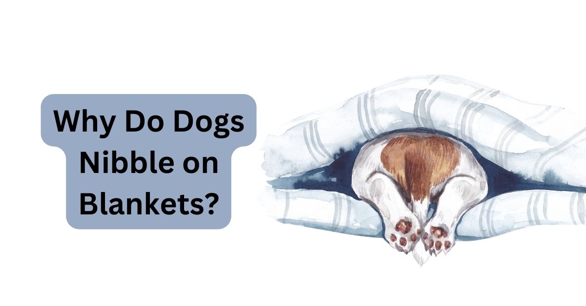 Why Do Dogs Nibble on Blankets? Understanding This Common Behavior Waggle