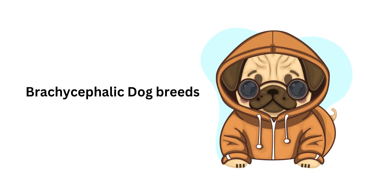 Brachycephalic dog breeds | Waggle®