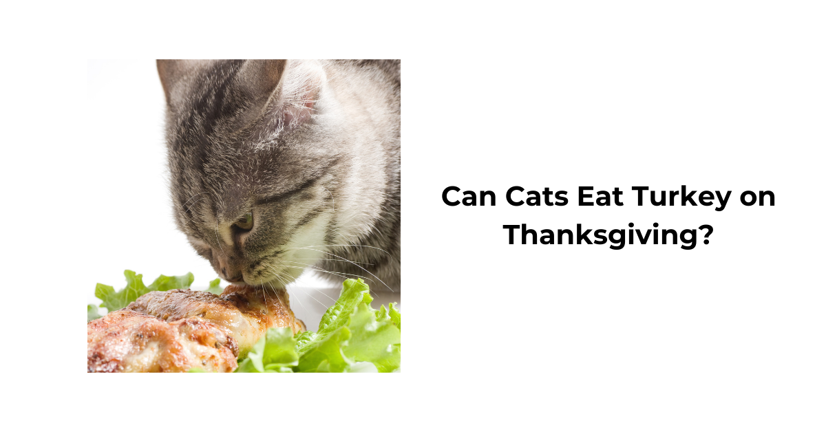 What was the date of thanksgiving in 1996 What was the date of thanksgiving in 1996