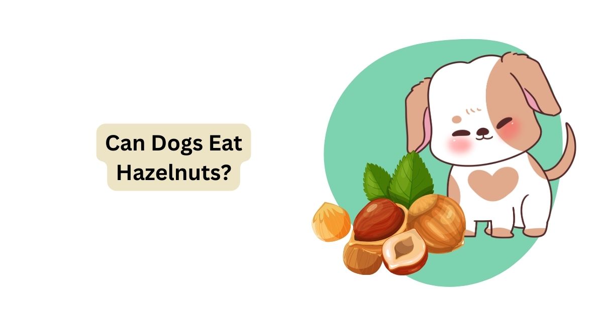Can Dogs Eat Hazelnuts? Can Fido Enjoy a Hazelnut Treat? Waggle