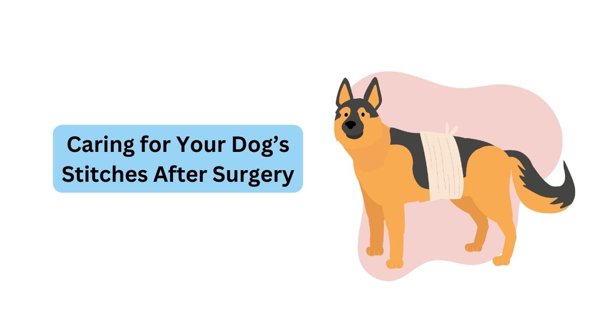 Caring for Your Dog’s Stitches After Surgery Waggle®