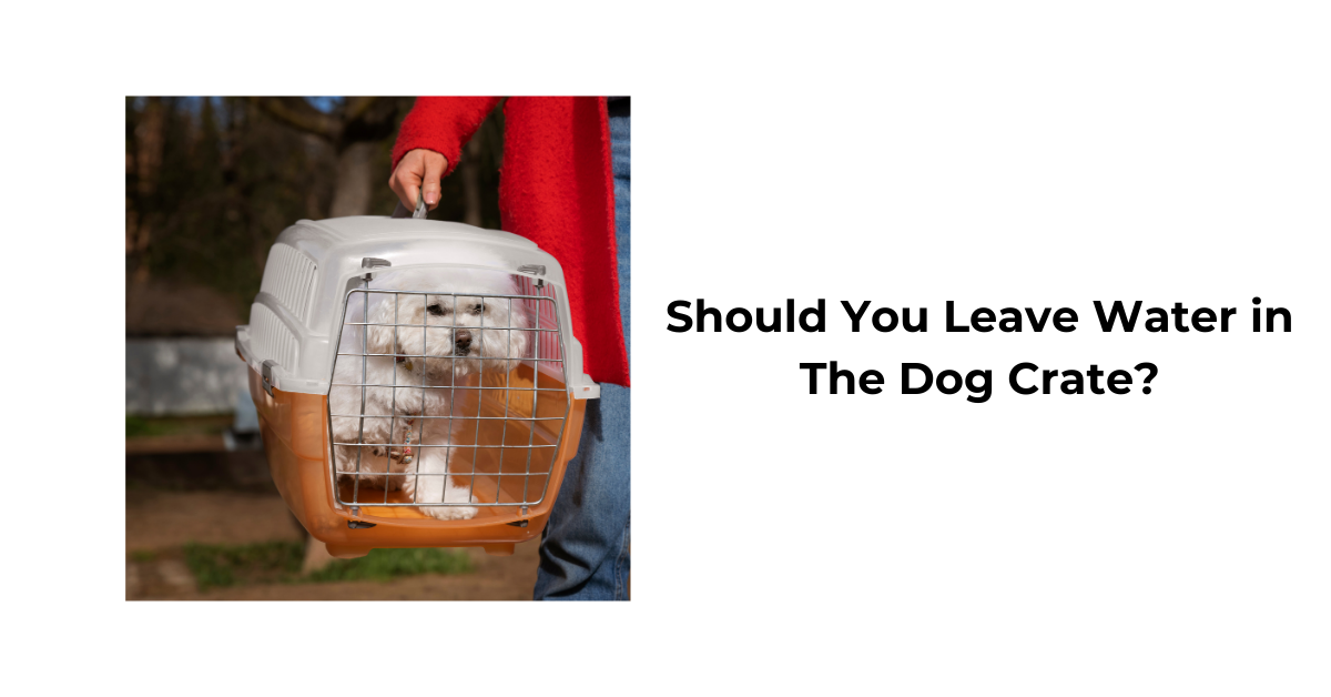 Should You Leave Water in Your Dog's Crate? Pros, Cons, and Safe