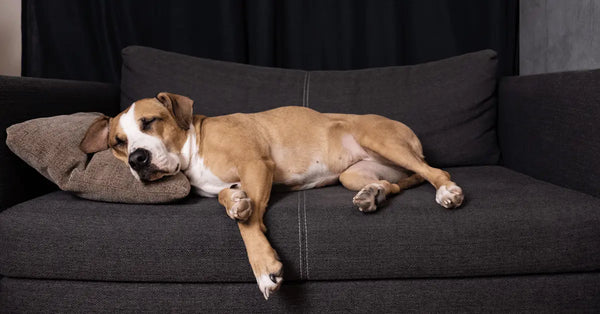 dog in dream