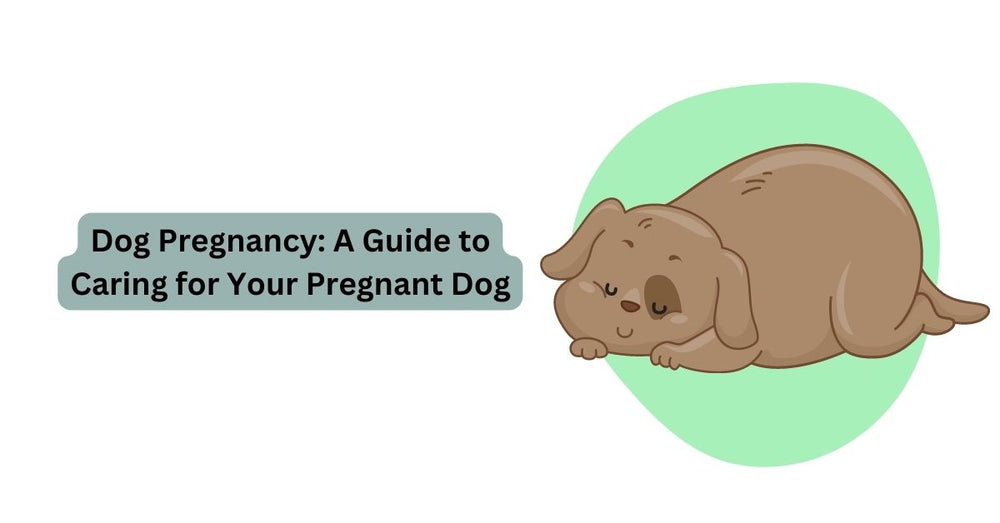 https://mywaggle.com/cdn/shop/articles/Dog_Pregnancy_A_Guide_to_Caring_for_Your_Pregnant_Dog.jpg?v=1687875108&width=1000