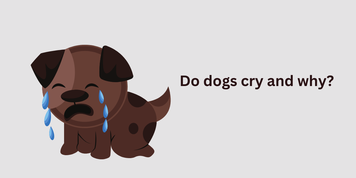 do dogs cry and why waggle 