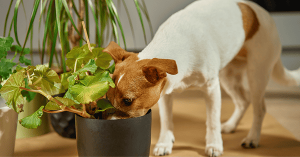 Common Dog Behavior Problems