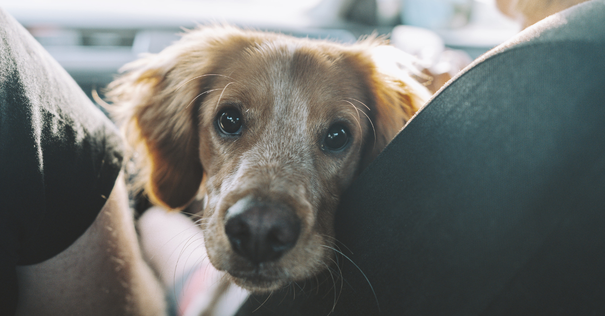 Enhance RV Travel for Your Pet with the Waggle Smart Wi-Fi Camera