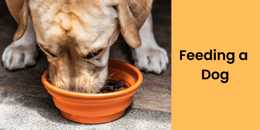 Your Dog's Feeding Schedule